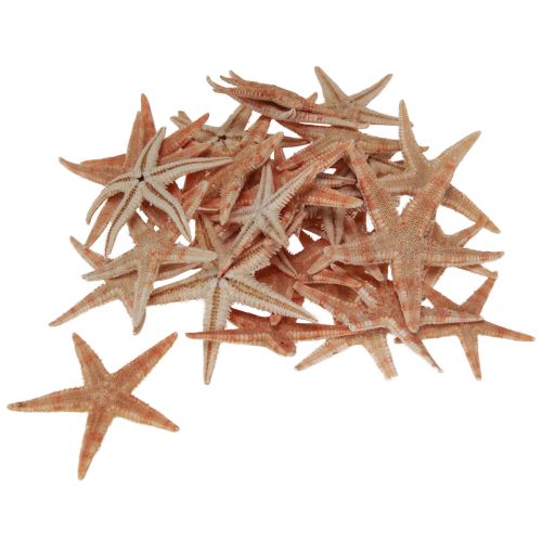 Floristik24 Echte junge Seesterne Maritime Tischdeko 3-4cm 100 St