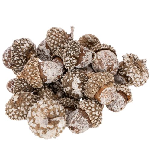 Eicheln weiss gewaschen für Dekoration 1–3 cm 300 g | Floristik24.ch