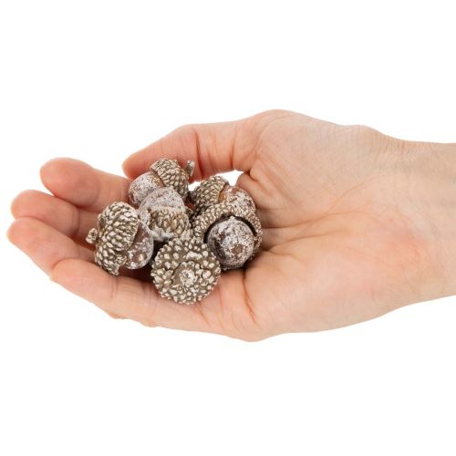 Eicheln weiss gewaschen für Dekoration 1–3 cm 300 g | Floristik24.ch