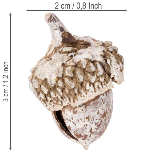 Eicheln weiss gewaschen für Dekoration 1–3 cm 300 g | Floristik24.ch