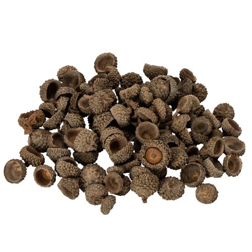 Eichelkappen aus Naturmaterial ca. 2 cm Braun 300 g für Herbst- und Adventsdekoration online kaufen | Floristik24.ch