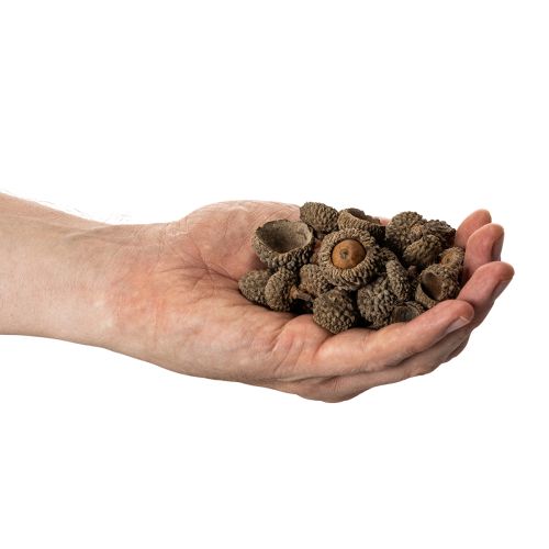 Eichelkappen aus Naturmaterial ca. 2 cm Braun 300 g für Herbst- und Adventsdekoration | Floristik24.ch
