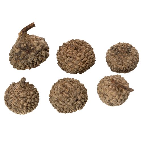 Eichelkappen aus Naturmaterial ca. 2 cm Braun 300 g für Herbst- und Adventsdekoration | Floristik24.ch