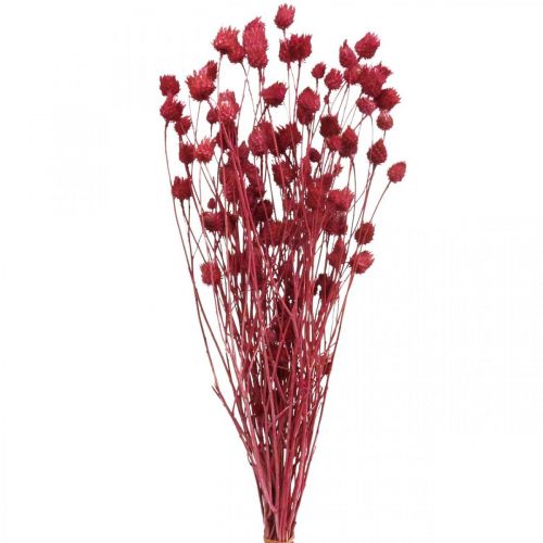 Artikel Trockenblumen Rot Trockendistel Erdbeerdistel Gefärbt 100g