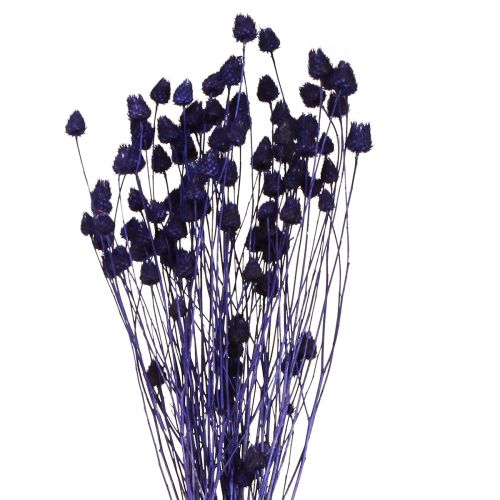 Artikel Erdbeerdisteln Trockendistel Distel Deko Violett 44-58cm 100g