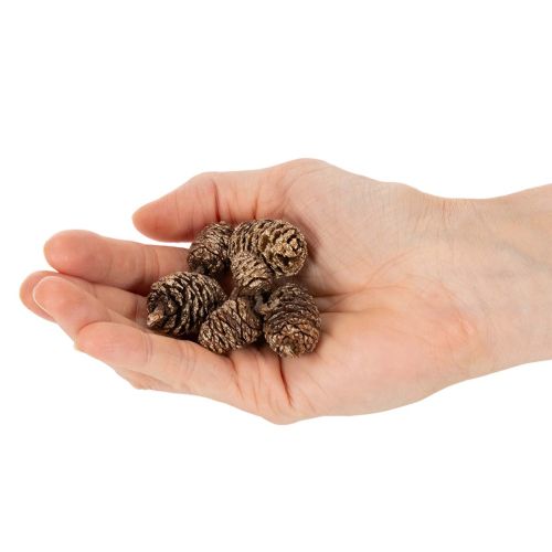 Erlenzapfen Naturprodukt Gold 3 cm 300 g für Dekoration und Basteln | Floristik24.ch