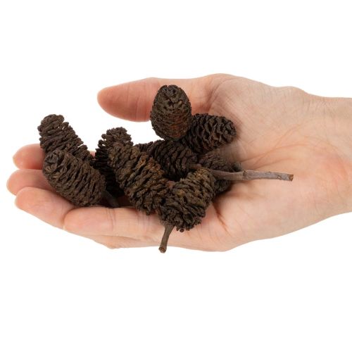 Erlenzapfen Naturbraun lose 300 g Holzdeko 3 cm | Floristik24.ch