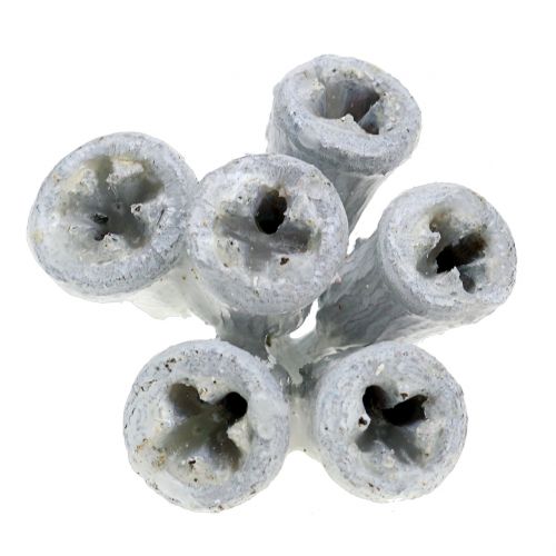 Floristik24 Eukalyptus Früchte gewachst Weiß 250g