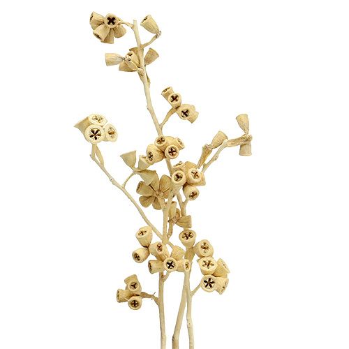 Artikel Eukalyptuszweig Gebleicht 25St