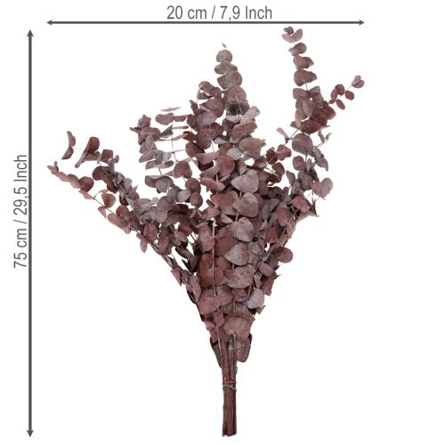 Artikel Eukalyptuszweige Eukalyptus konserviert Trockenblumen Rot 75cm 150g