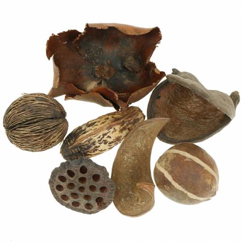 Floristik24 Exoten Sortiment Natur im Netz 200g