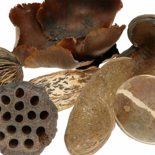 Floristik24 Exoten Sortiment Natur im Netz 200g