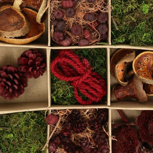 Floristik24 Exotenmix Bastelset