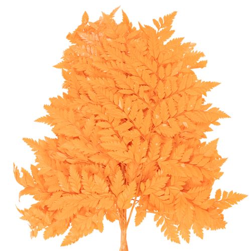Farnzweige getrocknet konserviert Orange 42cm 10 Stück für Dekoration und Floristik | Floristik24.ch