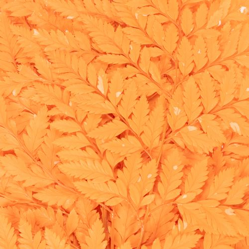 Farnzweige getrocknet konserviert Orange 42cm 10 Stück für Dekoration und Floristik | Floristik24.ch