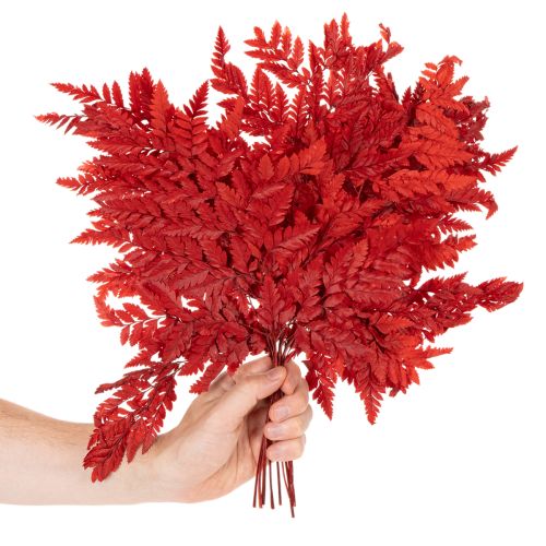 Konservierter Farnzweig in Herbstrot 42cm 10er-Set | Floristik24.ch