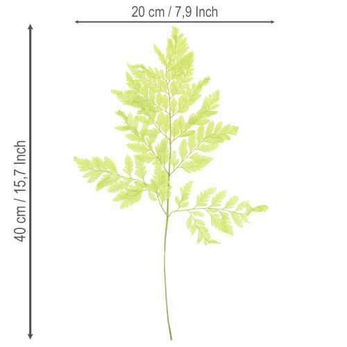 Artikel Farn konserviert Edles Naturmaterial für langlebige Dekorationsprojekte 40cm 10St