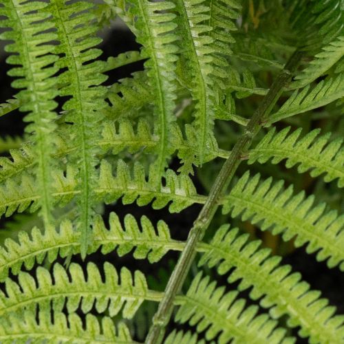 Künstlicher Farn im grauen Pflanztopf 35 cm Grün für Innenräume | Floristik24.ch