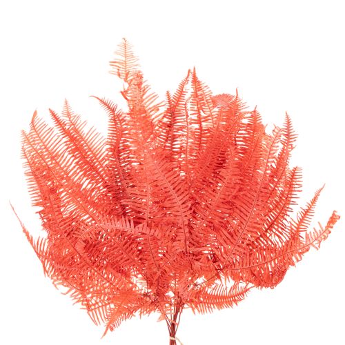 Konservierter Farn Rot, Trockenblumen-Set, ca. 60 cm, 10 Stück | Floristik24.ch