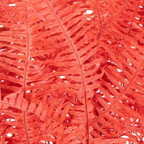 Konservierter Farn Rot, Trockenblumen-Set, ca. 60 cm, 10 Stück | Floristik24.ch