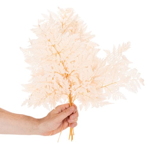 Trockendeko Farn Naturmaterial rosa 42cm 10er-Set | Floristik24.ch