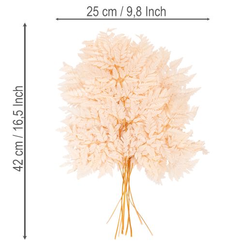 Trockendeko Farn Naturmaterial rosa 42cm 10er-Set | Floristik24.ch