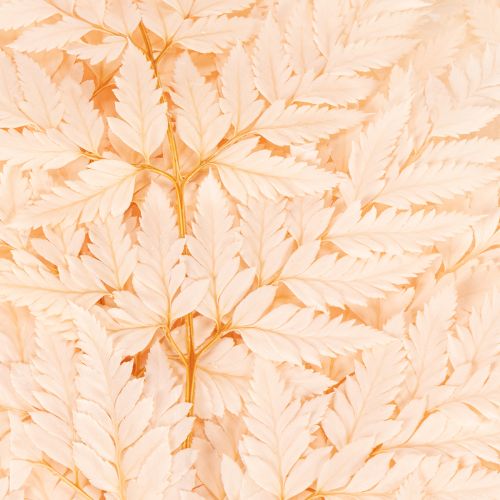 Trockendeko Farn Naturmaterial rosa 42cm 10er-Set | Floristik24.ch
