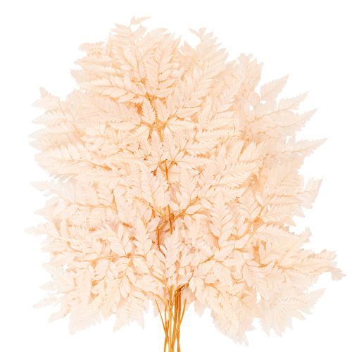 Trockendeko Farn Naturmaterial rosa 42cm 10er-Set | Floristik24.ch