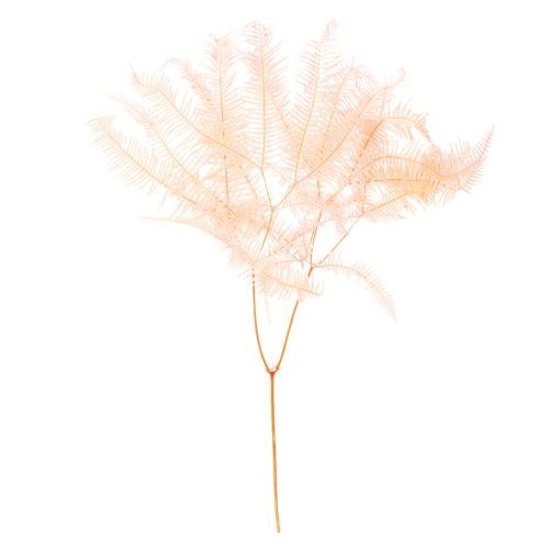 Getrocknete Farnwedel 60cm Rosa 10er-Set für Dekoration online kaufen | Floristik24.ch