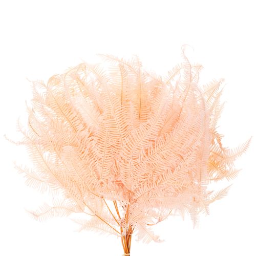 Getrocknete Farnwedel 60cm Rosa 10er-Set für Dekoration | Floristik24.ch