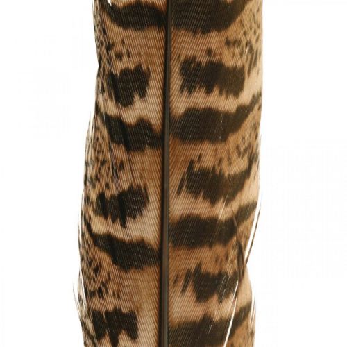 Floristik24 Fasanenfedern Echte Federn zum Basteln Osterdeko 25-27cm 24St