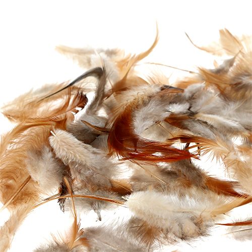 Floristik24 Feder sort. 5-15cm natur 228St