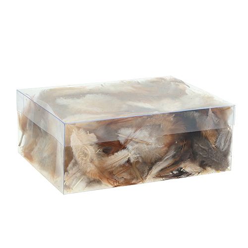 Floristik24 Feder sort. 5-15cm natur 228St