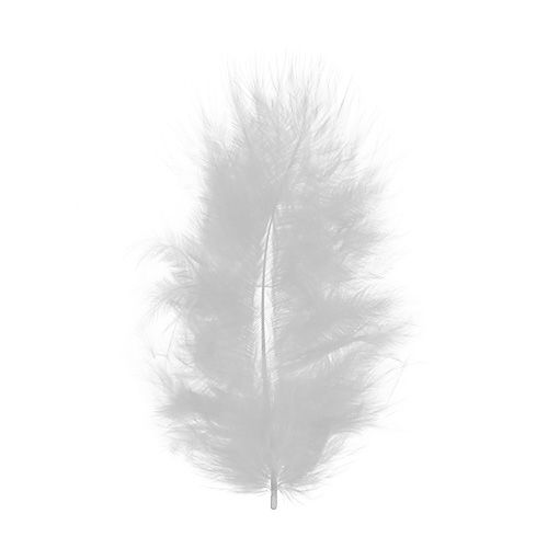 Floristik24 Federn kurz 30g Weiß