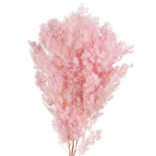 Floristik24 Rosa Federspargel Asparagus Trockendeko 55-70cm