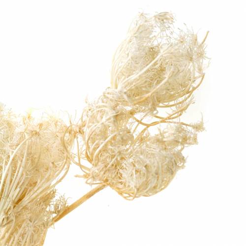 Floristik24 Trockenblumen Fenchel Gebleicht 100g