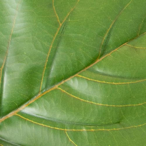 Künstliche Ficus lyrata 120 cm aus Kunststoff und Textil, grün | Floristik24.ch