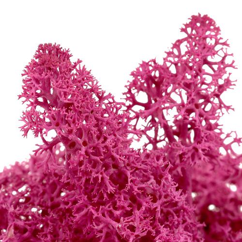 Islandmoos Erica 50g konserviert preserved moss Rentiermoos pink violett erika 
