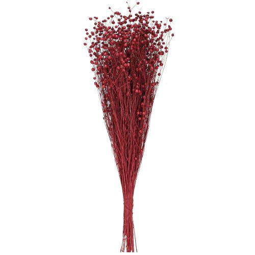 Floristik24 Flachs Bordeaux Rot Trockendeko Trockenblumen L55cm 80g