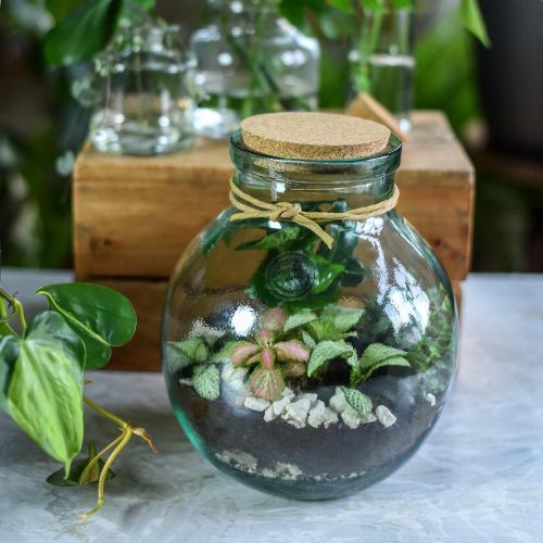 Floristik24 Flaschengarten Set Glas mit Korkdeckel und Werkzeugen Ø21cm H25cm