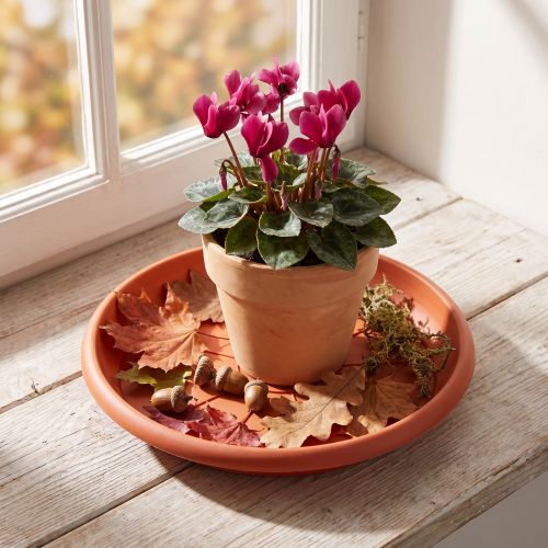 Untersetzer Kunststoff Ø20cm Terrakotta für Pflanzen | Floristik24.ch