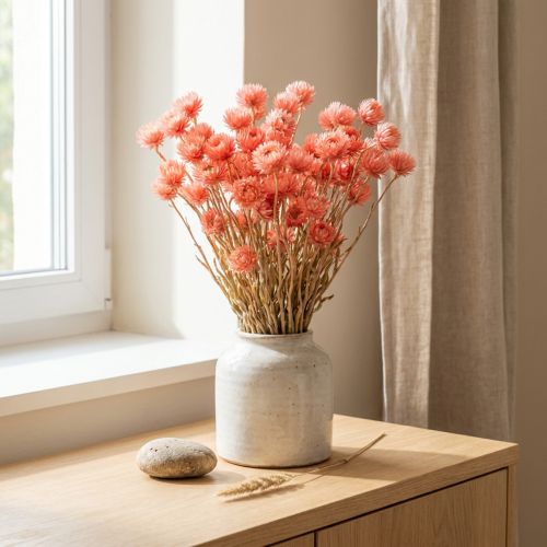 Trockenblumen Strohblumen Lachs getrocknet H42cm für Dekoration | Floristik24.ch