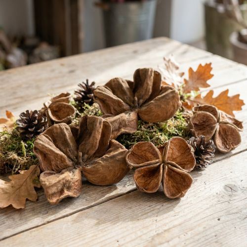 Landlotus Natur 50 St | Floristik24.ch