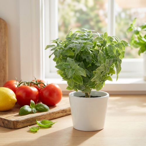 Künstliche Minze Grün Weiss 25cm 12 Stück | Floristik24.ch