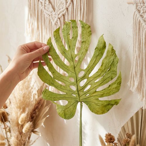 Dekorative getrocknete Monstera-Blätter, ca. 50 cm, Grün, für Innen-Dekoration und Floristik | Floristik24.ch