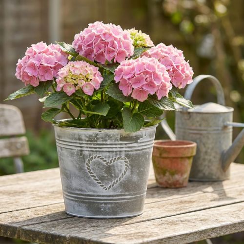 Blumentopf Metall Shabby Chic Herzmotiv Ø22cm H17.5cm Grau-Weiss | Floristik24.ch