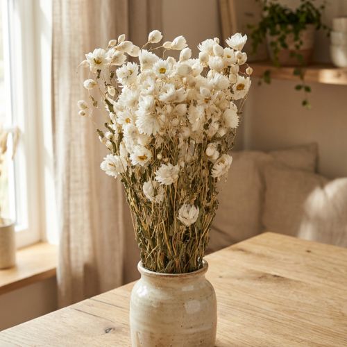 Kleine Trockenblumen Kamille Weiss Bund 65cm 50g für Dekoration und Bastelarbeiten | Floristik24.ch