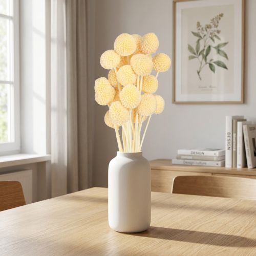 Craspedia Trockenblumen Creme