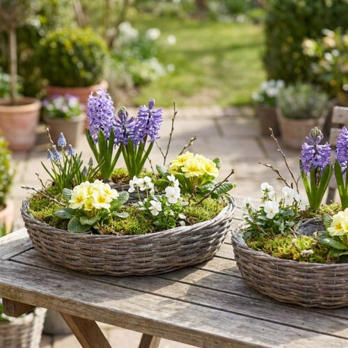 Pflanzringe aus Holz und Rattan Natur Grau Ø40/45cm Set 2 Stück für Innen- und Aussenbereich | Floristik24.ch