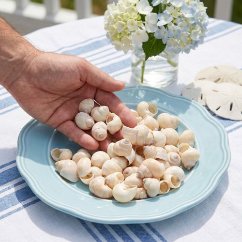 Natürliche Deko-Muscheln Umachi 500g, Kalk, ca. 2–3cm, Weiss | Floristik24.ch